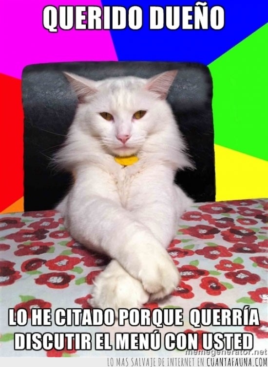 Gato,menú,comida,discutir,patas cruzadas,sentado,silla